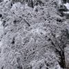 tony_chambers